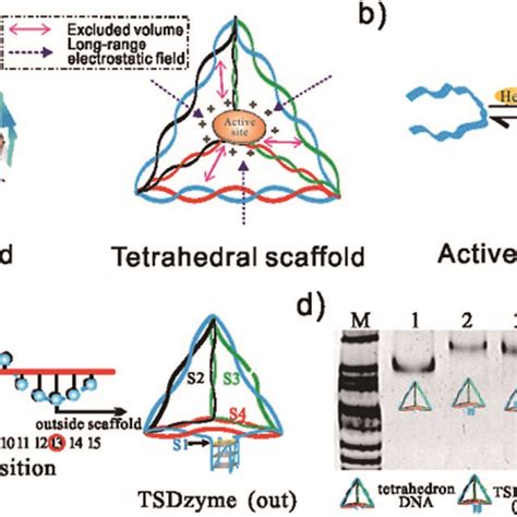 A Dna Tetrahedral Scaffolds Provide A Means Of Controlling The Download Scientific Diagram