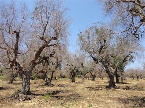 Xylella Regione Puglia Stanzia Milioni Per Espianto E Reimpianto