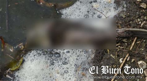 La Fauna Que Habita En Lagunas Veracruz Se Encuentra En Peligro Ante