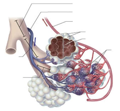 Pulmonary Alveoli Diagram Diagram Quizlet