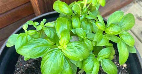 Basil Plant Care: Simple Steps for Thriving Herbs