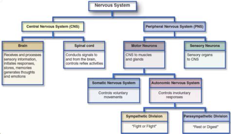 Biomed Nervous System Part Flashcards Quizlet