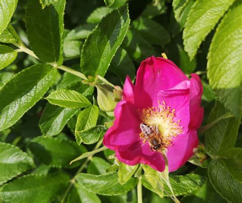 Apfelrose Sylter Rose Rosa rugosa günstig kaufen