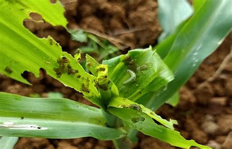 Hama Ulat Pada Tanaman Jagung Muda Dan Pengendaliannya Agrozine