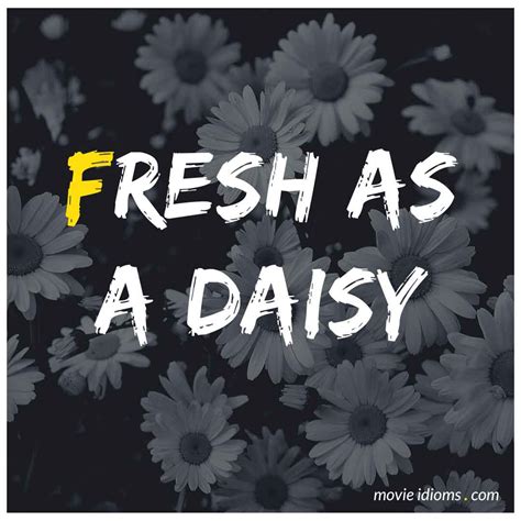 Fresh As A Daisy Idiom Meaning Examples Movie Idioms