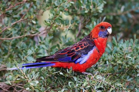 Crimson (Pennant) Rosella: Bird Species Profile - Rocket!