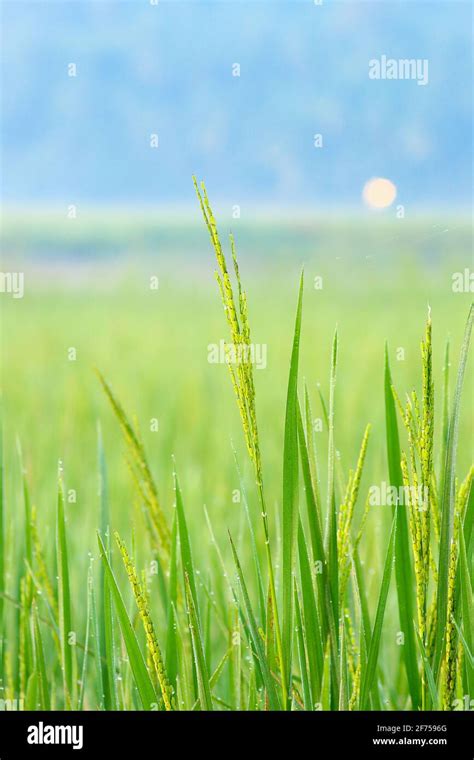 paddy field kerala Stock Photo - Alamy