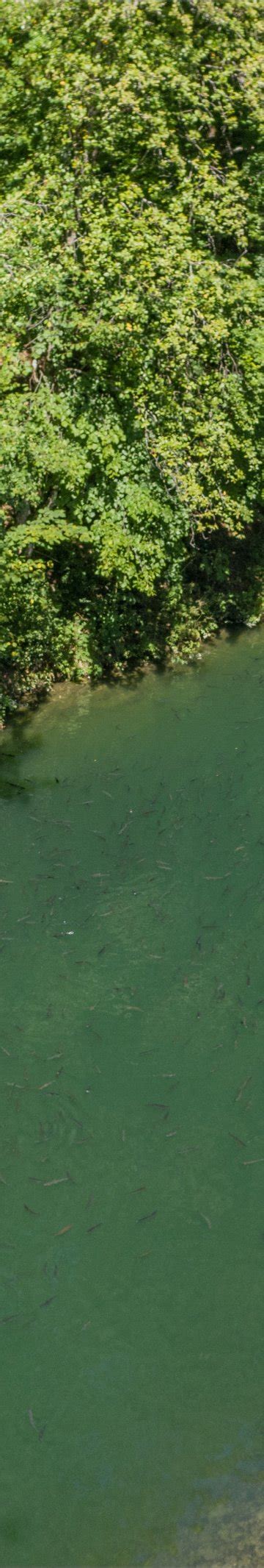 Bienvenue La Pisciculture De La Gruy Re Pisciculture De La Gruy Re