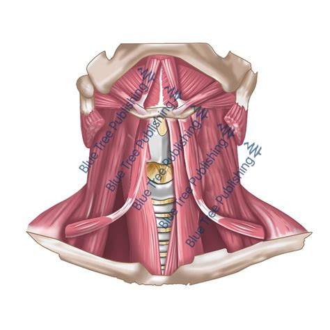 Neck Muscle Diagram Labeled / Back Of The Head Muscle Structure And ...