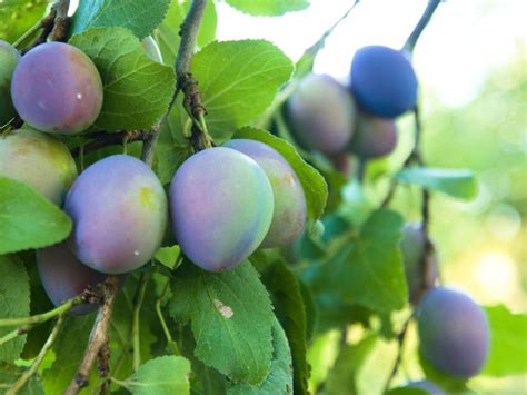 Italian Prune Plum Trees How To Grow A Prune Tree Gardening Know How