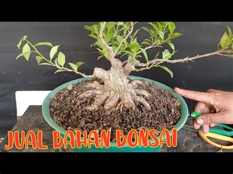 Redy Bahan Bonsai Murmer Youtube