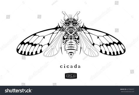 Cicada Drawing Vector Illustration Isolated Insect Stock Vector