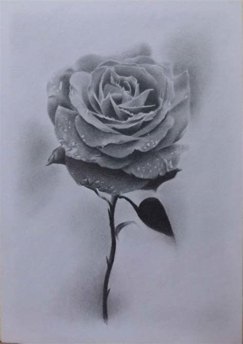 Black Rose Drawing by WH J | Saatchi Art