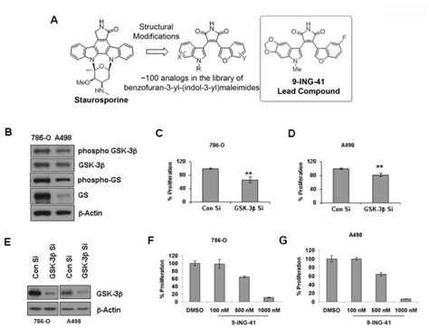 Inhibition Of Gsk Induces Differentiation And Impaired Glucose