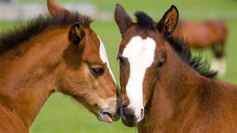 Cute Foal Horse