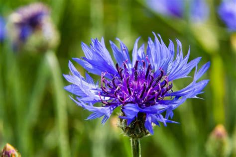 Cornflower Centaurea Cyanus Asteraceae Cornflower Herb Or Bachelor