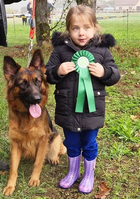 Chien Berger Allemand Poil Long Sirca Du Lunoxa