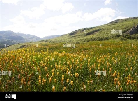 Habitat di prati umidi immagini e fotografie stock ad alta risoluzione ...