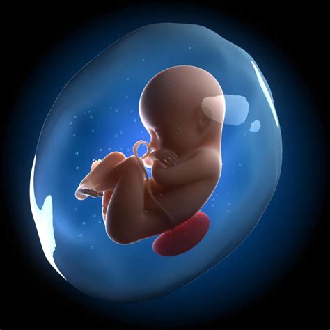 Researchers grow a placenta in a petri dish | Ars Technica