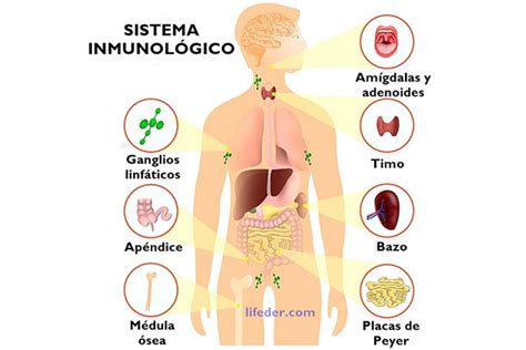 Qu Es Sistema Inmunol Gico Concepto Definici N Y Caracter Sticas