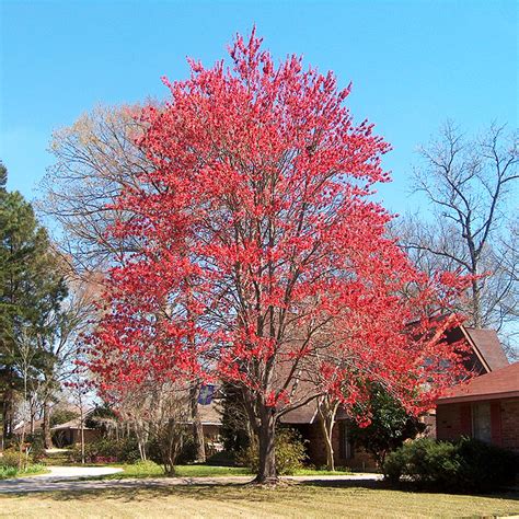 Drummond Red Maple For Sale Online | The Tree Center