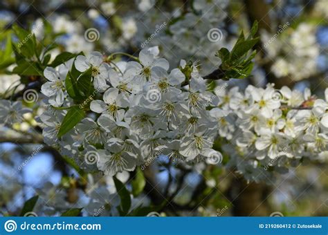 Close Up Of Sour Cherry Prunus Cerasus Blossoms In Spring Stock Photo