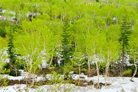 【十勝岳山麓の残雪と新緑の森】の画像素材31558803 写真素材ならイメージナビ