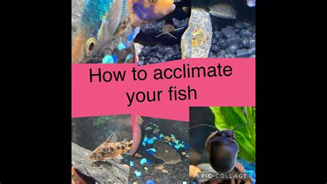 How To Acclimate Your Fish YouTube