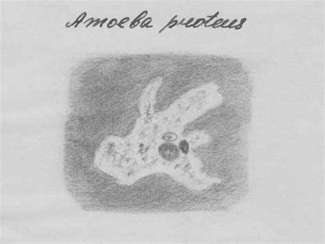 Amoeba Proteus Protozoa Freshwater Single Celled Organism Stock