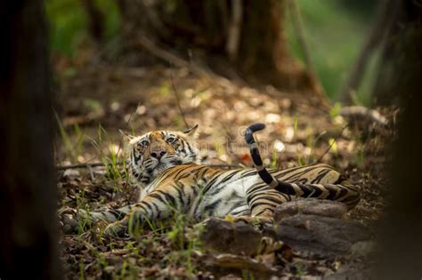 Wild Indian Male Bengal Tiger Or Panthera Tigris Fine Art Closeup With