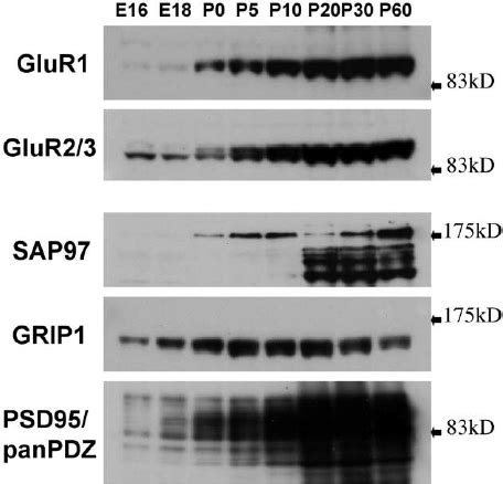 Developmental Regulation Of AMPA Receptor Subunits And PDZ Proteins