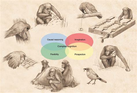 Illustration of the four nonverbal cognitive tools displayed by corvids ...