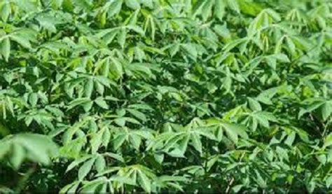 Amazing Health Benefits Of Cassava Leaves - 9jastreet.com