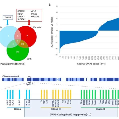 Pwas Analysis By Sex A Venn Diagram For The Number Of Genes That Are