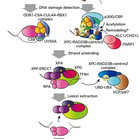 Model Of Nucleotide Excision Repair Ner Machinery Cbp Crebbinding