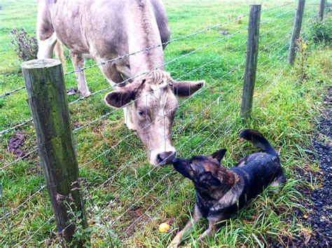 are working line german shepherds healthy 4