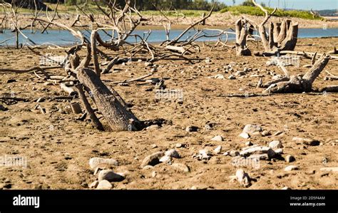 Effects of drought. Dry shore of a lake in Extremadura with dead and ...