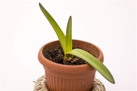 Amaryllis Zwiebel Lagern So Bl Ht Sie Wieder