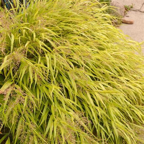 Hakonechloa Macra All Gold Japanese Forest Grass From Hardscrabble Farms