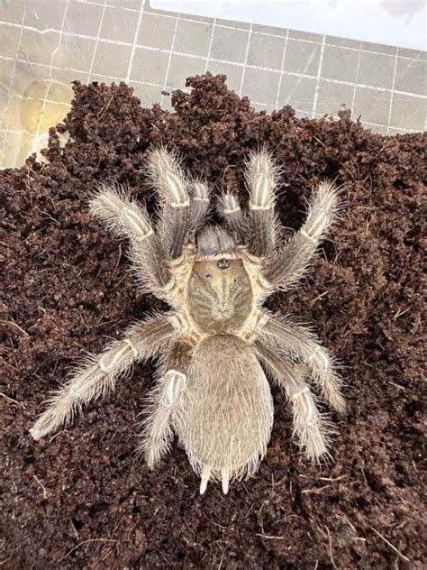 Costa Rican Zebra Aphonopelma Seemanni Small Exotic Farm