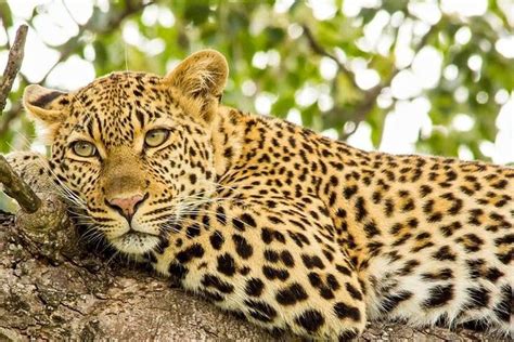 Ganztägige Safari Krüger Nationalpark zur Verfügung gestellt von