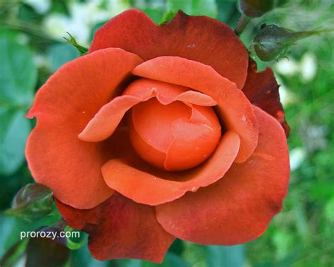 Hot Chocolate сорта роз с фото и описанием prorozy