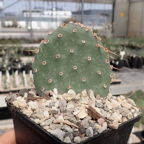 Opuntia Basilaris Hybr Berlin Dw Uhlig Kakteen Ber