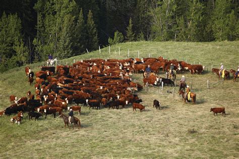 Alberta Cattle Numbers Are No Longer Falling — But Herds Are On The