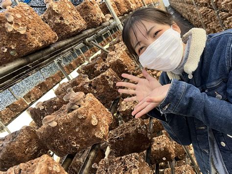 Hentai Japanese Girl On Twitter Shiitake Mushrooms I Love Mushrooms What Is Your Favorite