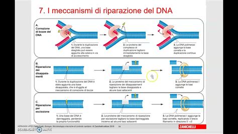 I Meccanismi Di Riparazione Del DNA YouTube