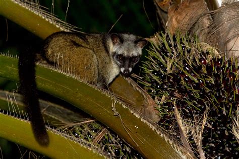 Masked-Palm-Civet – Chris Hill Wildlife Photography