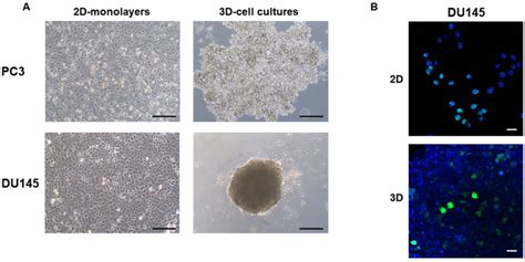 Morphology Of Prostate Cancer Pca Cells Grown In D Monolayers And D