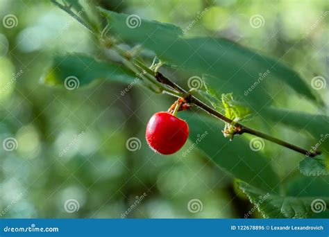 Red Wild Berry Growing On The Bush In The Forest Stock Photo Image Of