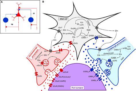 Frontiers The Neuro Endocrinological Role Of Microbial Glutamate And